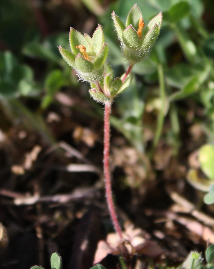 Image of Androsace maxima specimen.