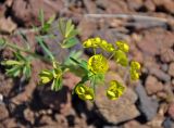 Euphorbia borealis. Верхушка цветущего растения. Монголия, аймак Архангай, вулкан Хэрийин, ≈ 2200 м н.у.м., осыпающийся каменистый склон. 06.06.2017.