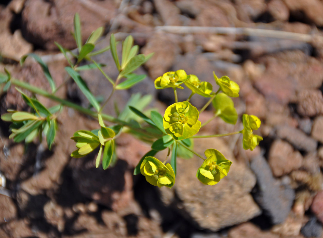 Изображение особи Euphorbia borealis.