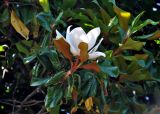 Magnolia grandiflora