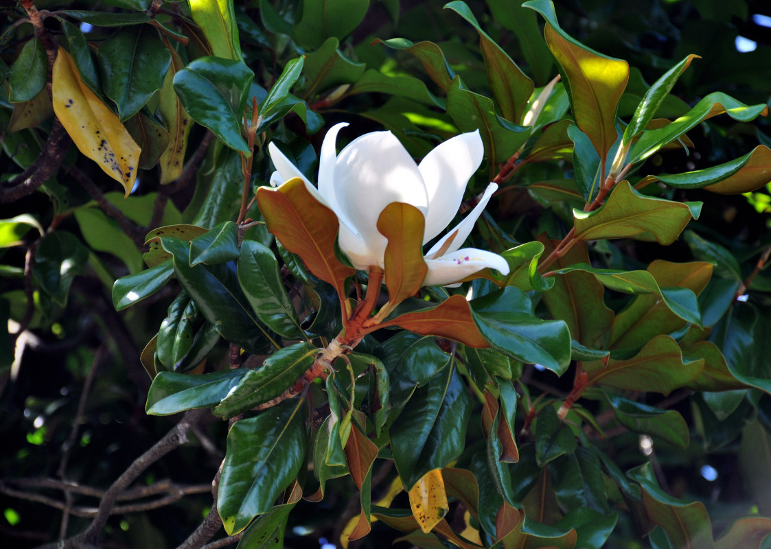 Image of Magnolia grandiflora specimen.