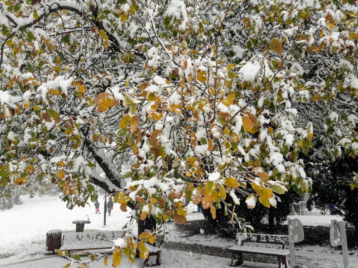 Image of Quercus boissieri specimen.