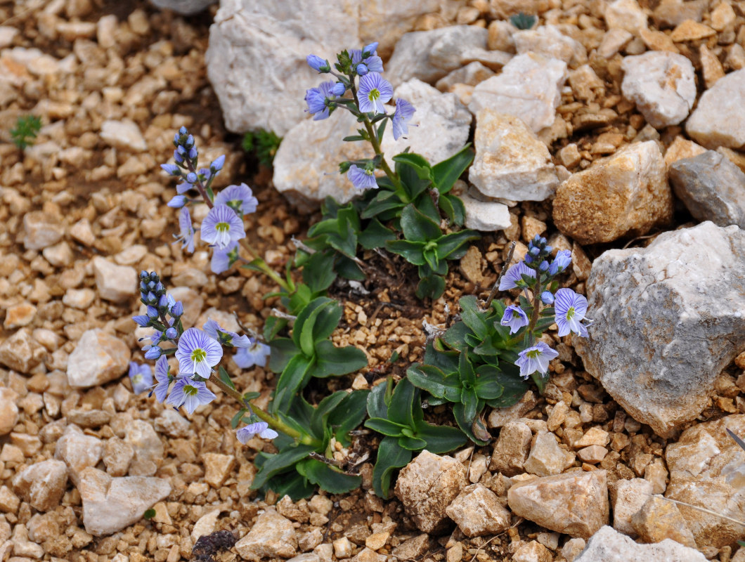 Image of Veronica gentianoides specimen.