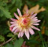 Chrysanthemum indicum