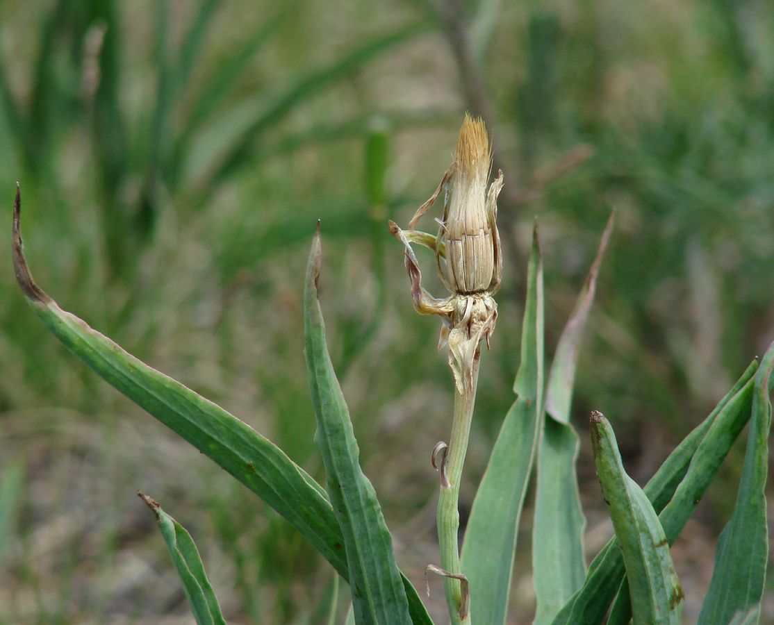 Изображение особи Scorzonera glabra.