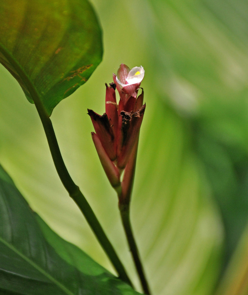 Image of Marantochloa mannii specimen.