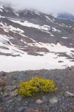 Juniperus hemisphaerica. Куст. Кабардино-Балкария, южный склон Эльбруса, правая морена левого ответвления языка ледника Малый Азау (по вершине этой морены проходит тропа к озеру Малое Азау). 11.07.2008.