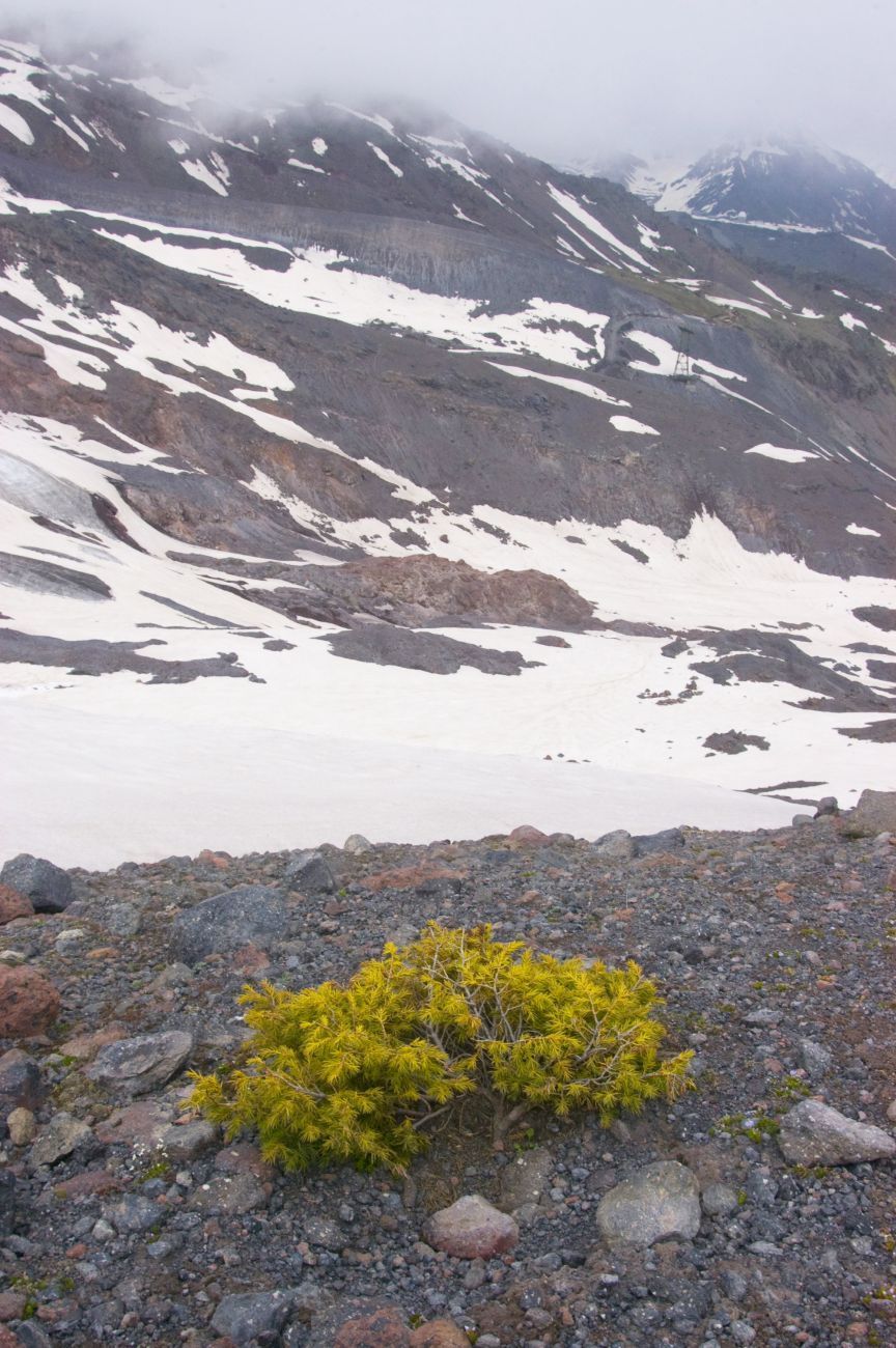 Image of Juniperus hemisphaerica specimen.