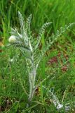 Pseudohandelia umbellifera