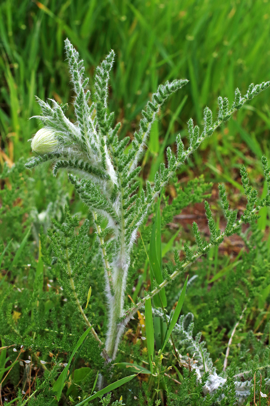 Изображение особи Pseudohandelia umbellifera.