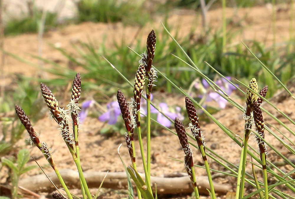 Изображение особи Carex ericetorum.