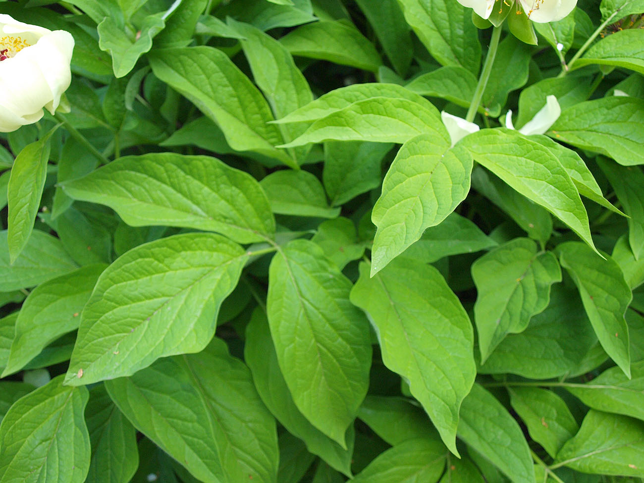 Image of Paeonia macrophylla specimen.