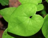 Epimedium macrosepalum