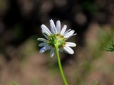 Tripleurospermum inodorum. Соцветие (вид со стороны обёртки). Московская обл., Ступинский р-н, окр. пос. Белопесоцкий, залежь. 27.05.2018.