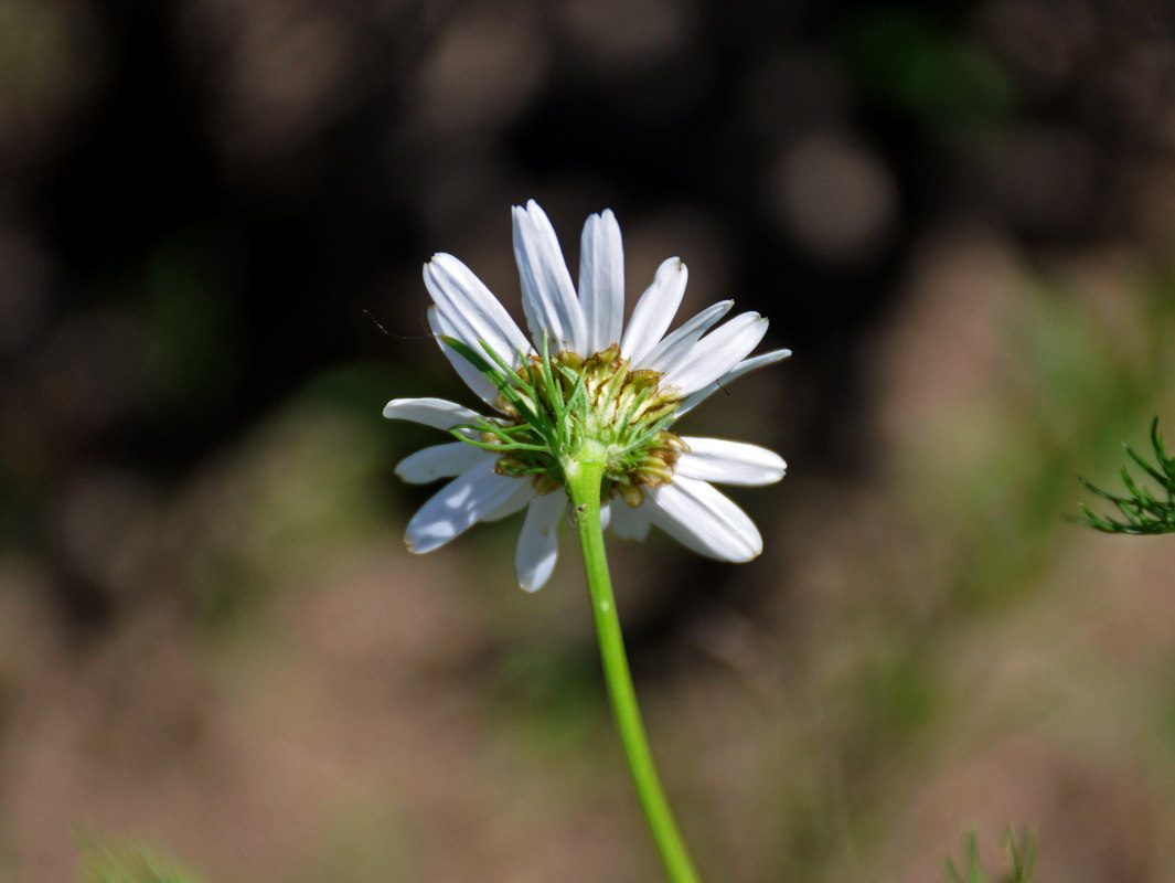 Изображение особи Tripleurospermum inodorum.