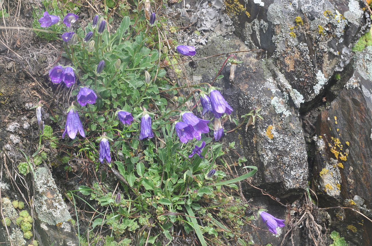 Изображение особи род Campanula.