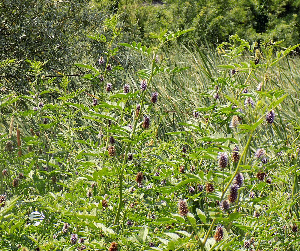 Изображение особи Glycyrrhiza foetidissima.