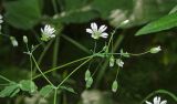 Cerastium davuricum. Часть веточки с цветками и плодами. Пермский край, Верещагинский р-н, окр. дер. Усть-Сепыч, долина р. Лысьва, заросли на высоком берегу. 7 июля 2018 г.