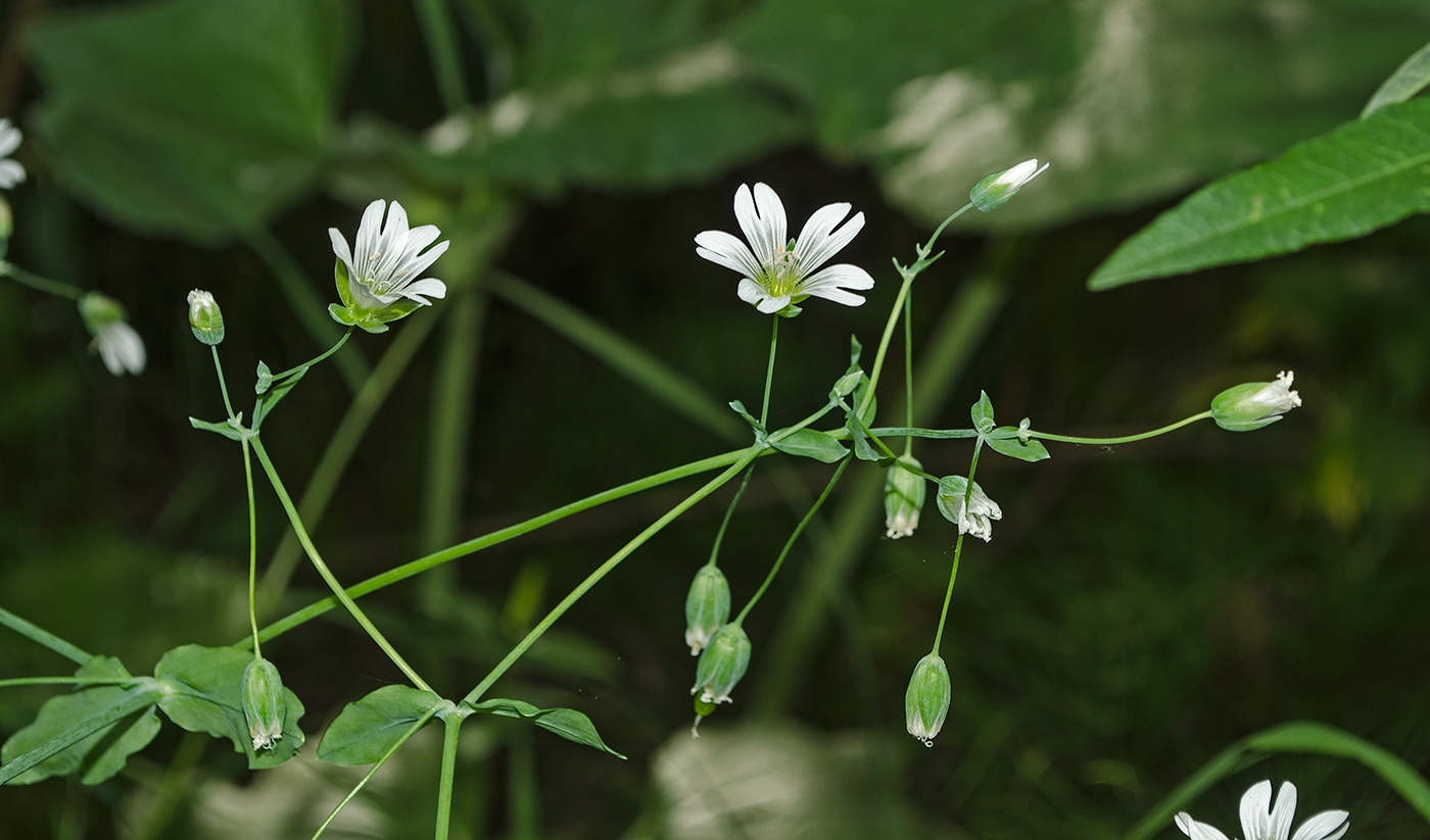 Изображение особи Cerastium davuricum.