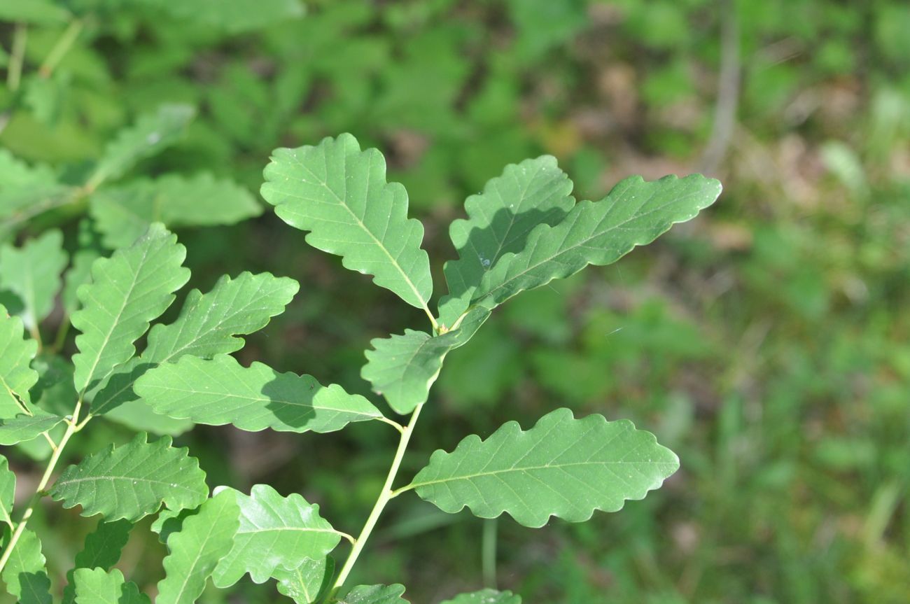 Изображение особи род Quercus.