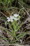 Stellaria holostea. Цветущее угнетённое растение с гнездом пенницы. Свердловская обл., окр. г. Заречный, урочище Черемшанское болото, окр. горы Хрустальная горка, на опушке леса. 19.06.2018.