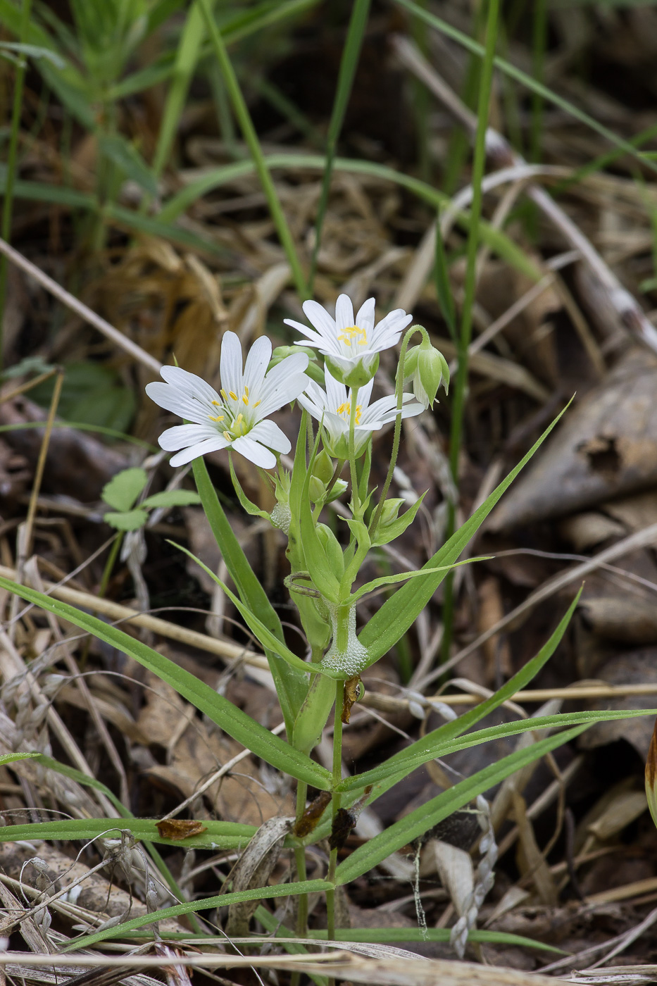 Image of Stellaria holostea specimen.