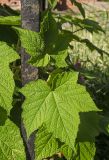 Rubus odoratus. Листья (адаксиальная сторона). Пермь, Свердловский р-н, в городском озеленении. 1 августа 2018 г.