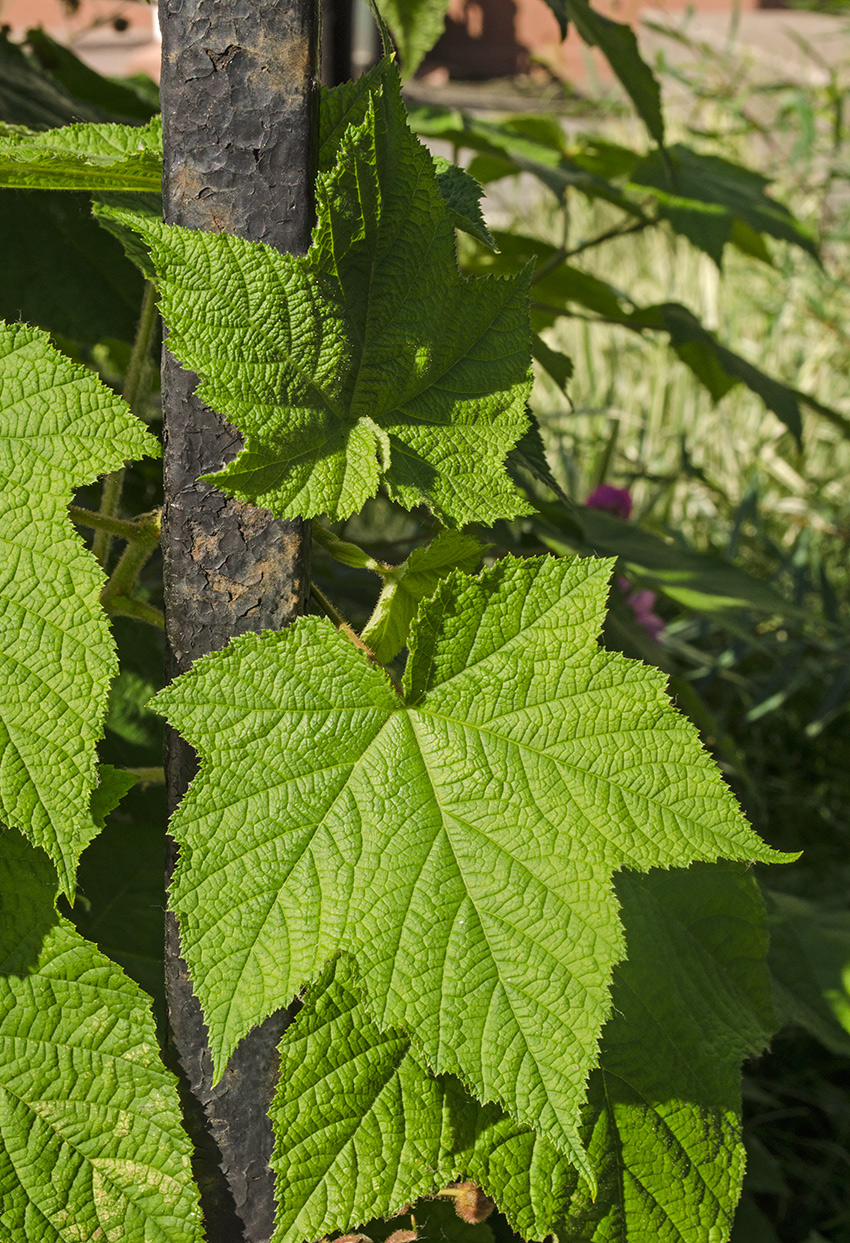 Image of Rubus odoratus specimen.