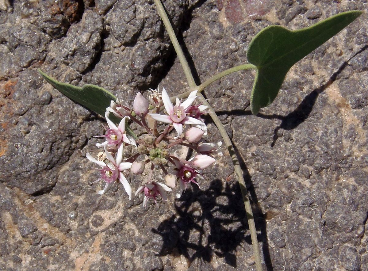 Image of Cynanchum acutum specimen.