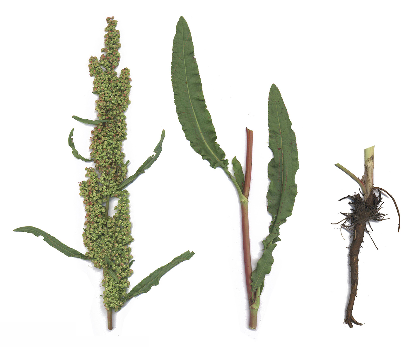 Image of Rumex crispus specimen.