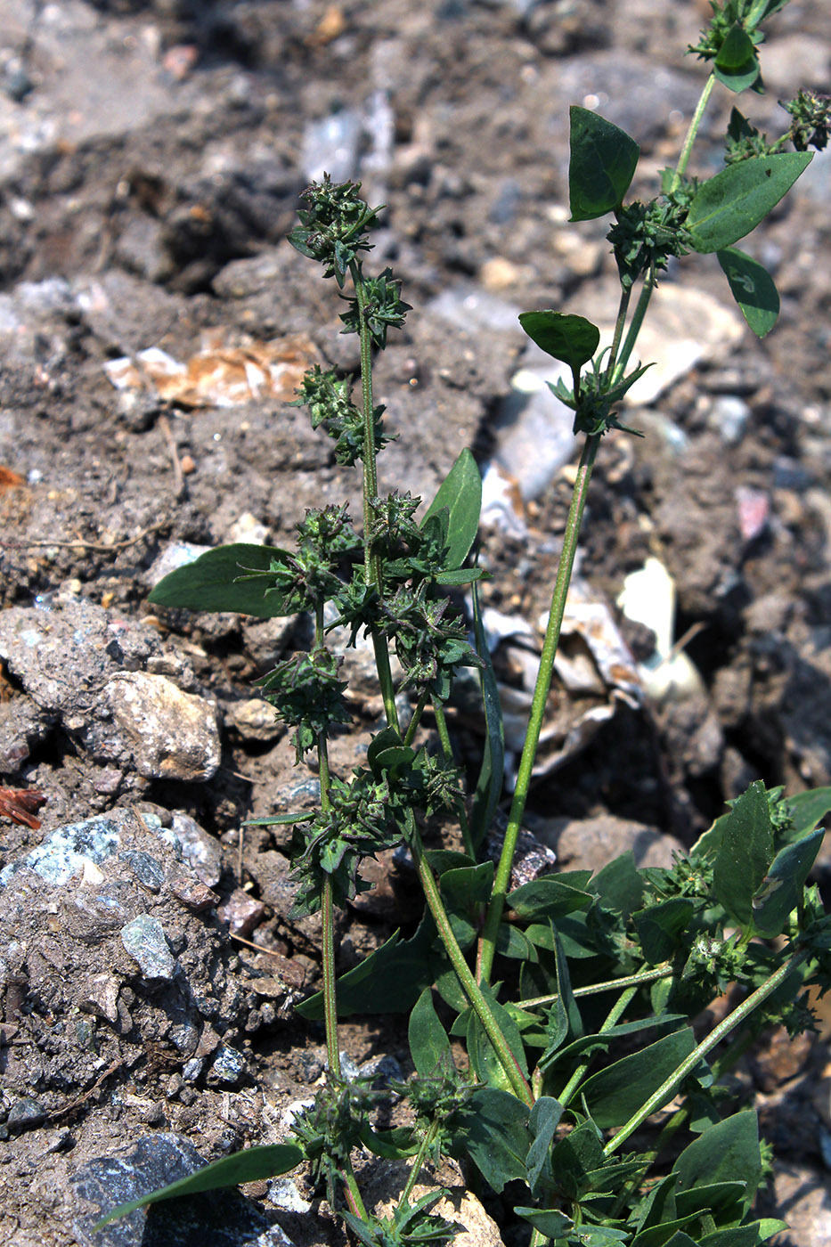 Image of Atriplex prostrata specimen.