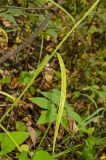 Campanula persicifolia. Часть побега с листом, принимающим осеннюю окраску. Башкортостан, Кугарчинский р-н, окр. дер. Мурадымово, природный парк \"Мурадымовское ущелье\", долина р. Большой Ик, нижняя часть склона скального массива вдоль реки, лиственный лес. 2 сентября 2018 г.