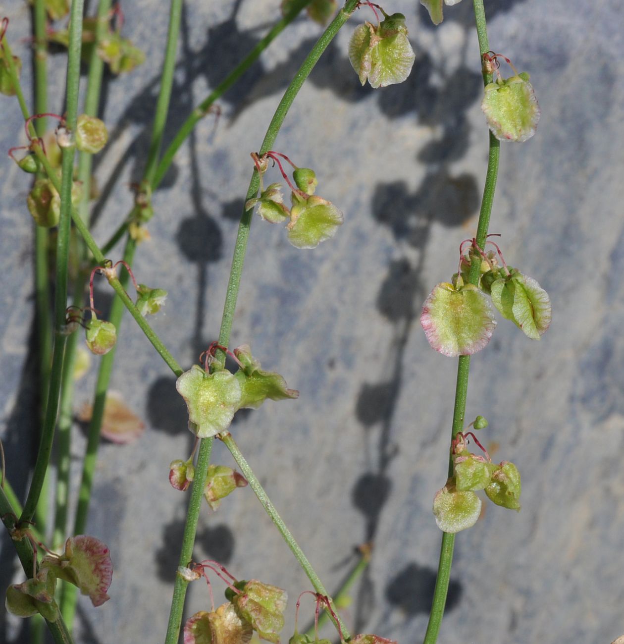 Изображение особи Rumex hastifolius.