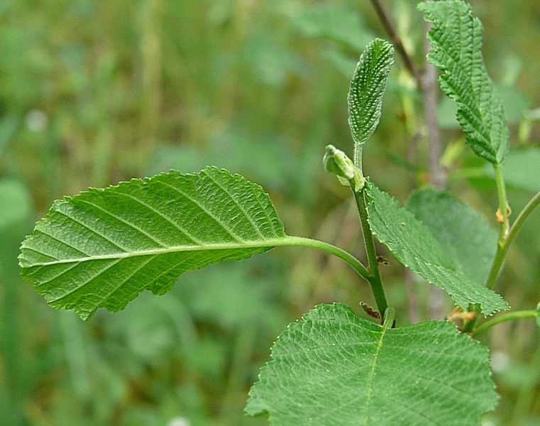 Image of Alnus kolaensis specimen.