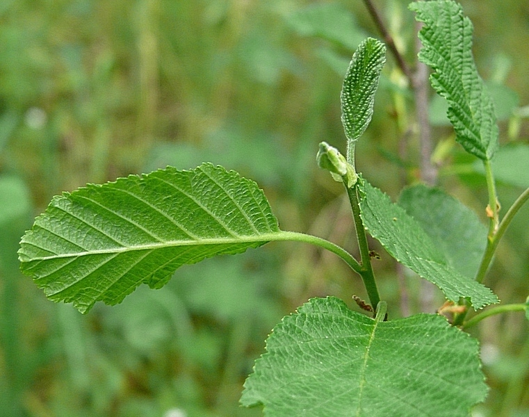 Изображение особи Alnus kolaensis.