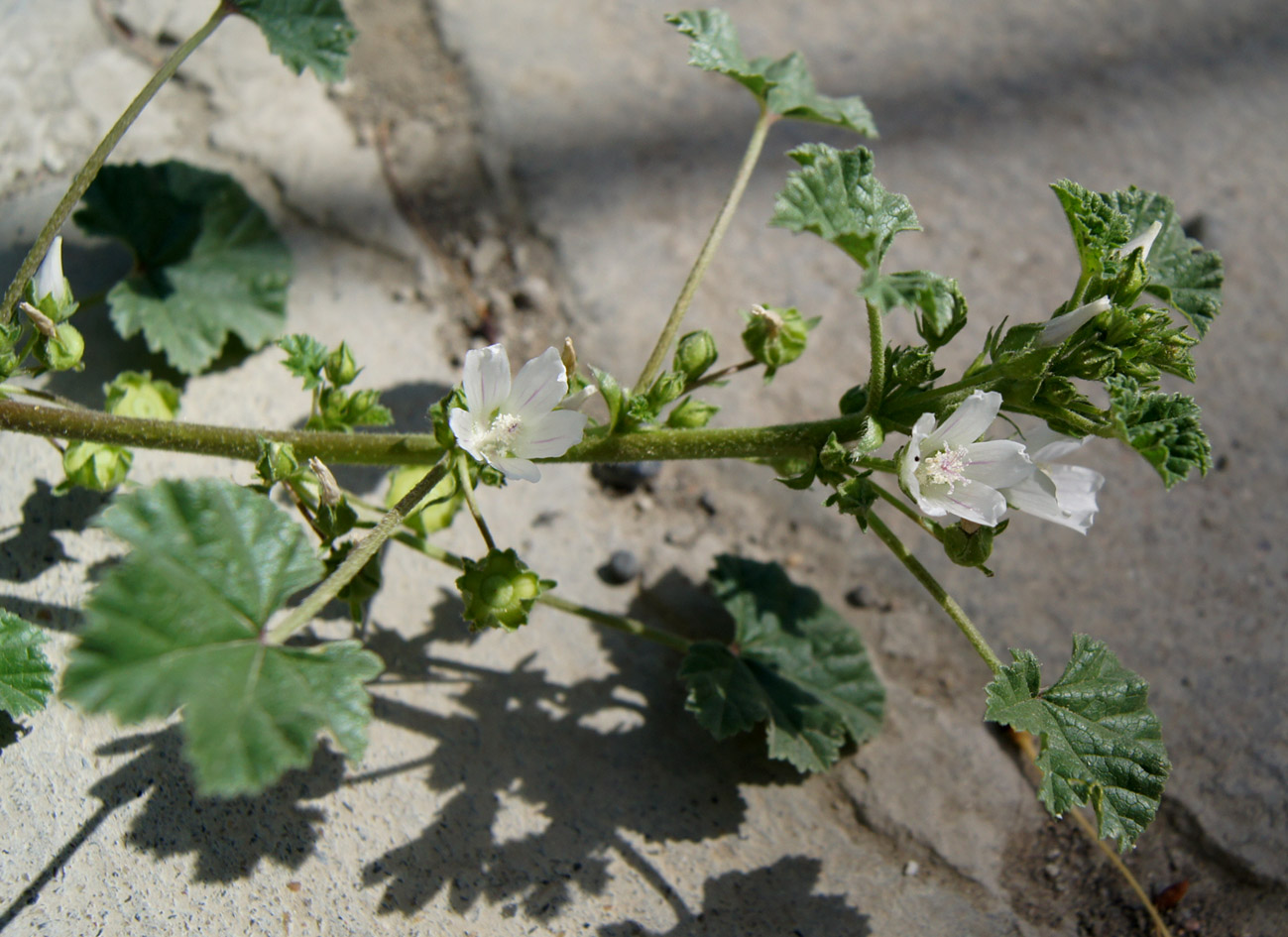 Изображение особи Malva neglecta.