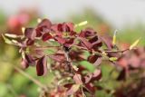 Oxalis stricta