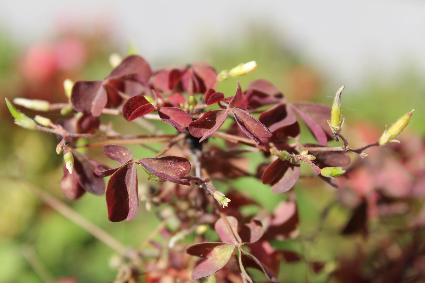 Изображение особи Oxalis stricta.