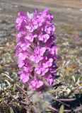 Pedicularis alopecuroides. Цветущее растение. Чукотка, Чаунский р-н, окр. пос. Комсомольский, щебнистая тундра. 10.06.2018.