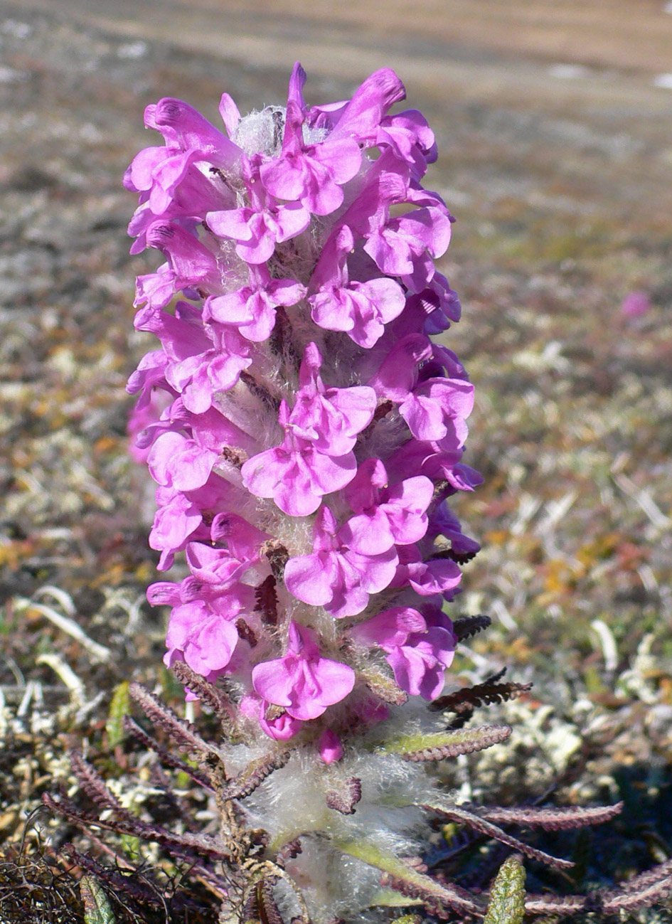 Image of Pedicularis alopecuroides specimen.