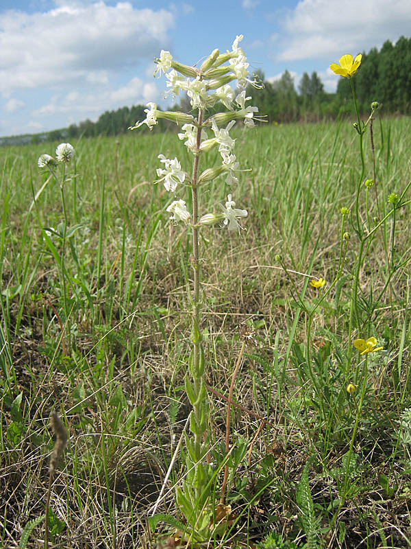 Изображение особи Silene viscosa.