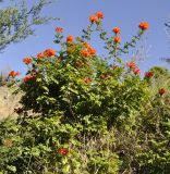 Tecomaria capensis