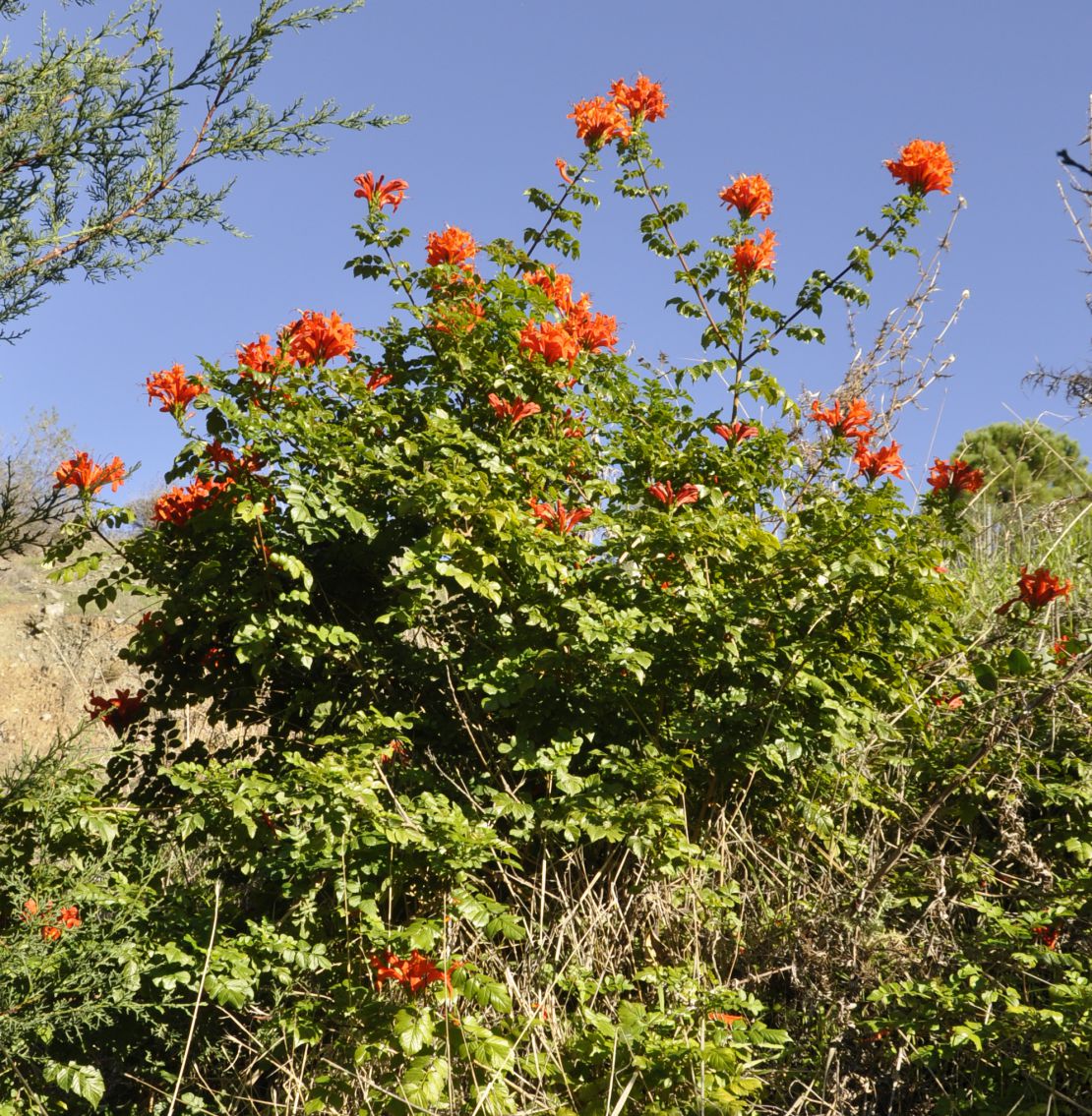 Изображение особи Tecomaria capensis.