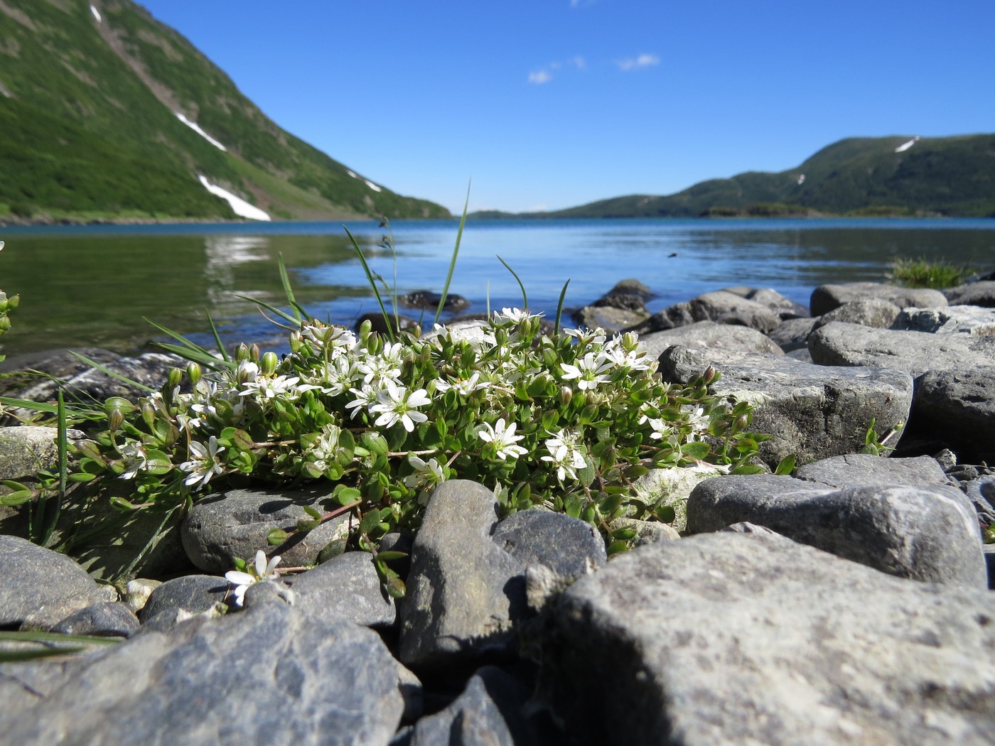 Image of Stellaria humifusa specimen.