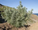 genus Artemisia. Вегетирующее растение. Краснодарский край, Темрюкский р-н, мыс Железный Рог, приморский обрывистый глинистый склон. 07.06.2015.