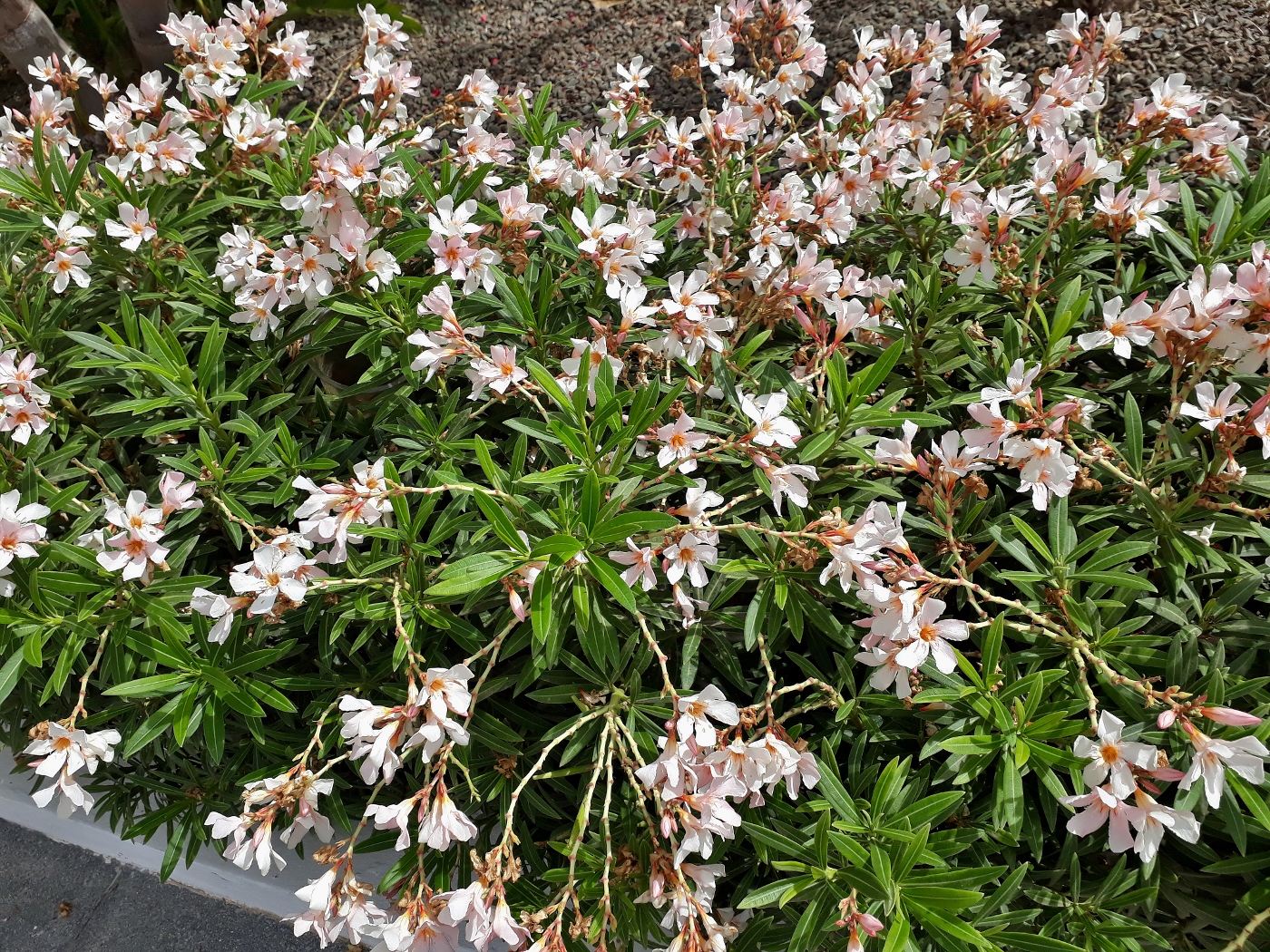 Image of Nerium oleander specimen.