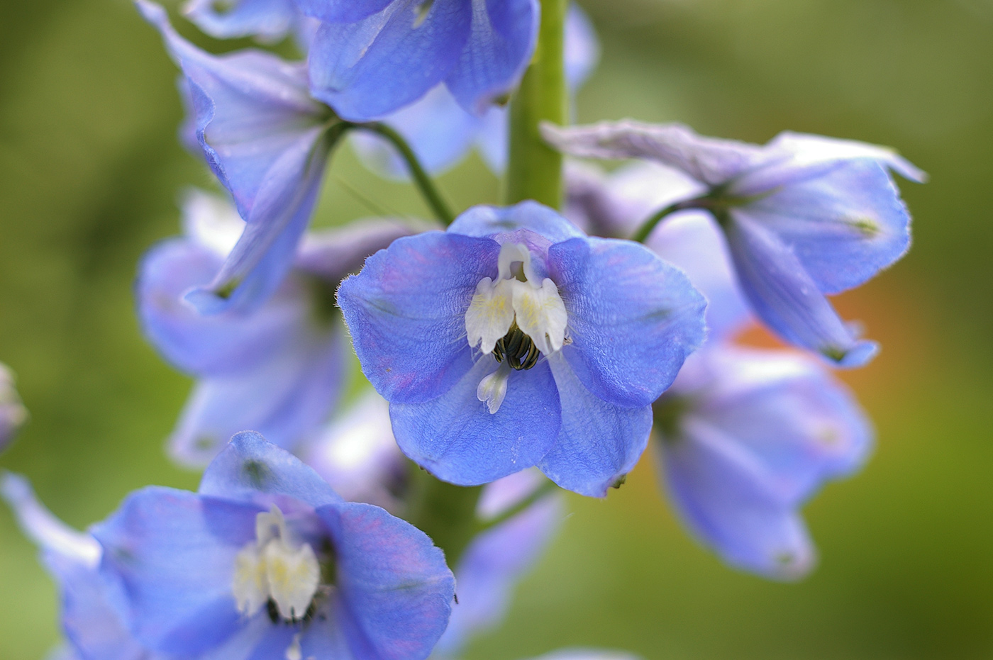 Изображение особи Delphinium &times; phoeniceum.