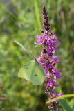 Lythrum salicaria