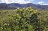 Sibiraea altaiensis. Внешний вид цветущего растения. Алтайский край, Краснощековский р-н, с. Тигирек. 14 июня 2010 г.
