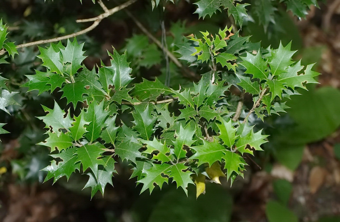 Изображение особи Osmanthus heterophyllus.